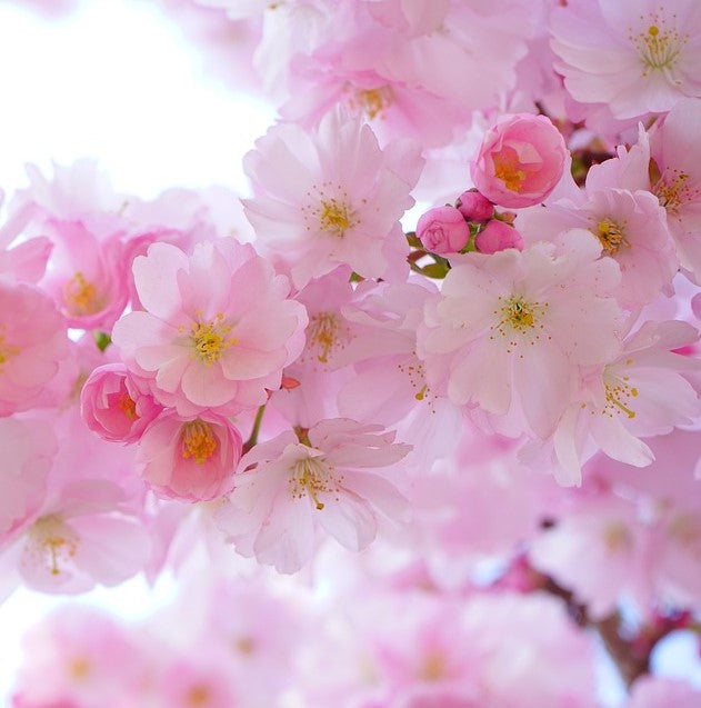 Sakura(Pink) / High Quality